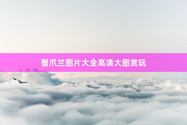 蟹爪兰图片大全高清大图赏玩